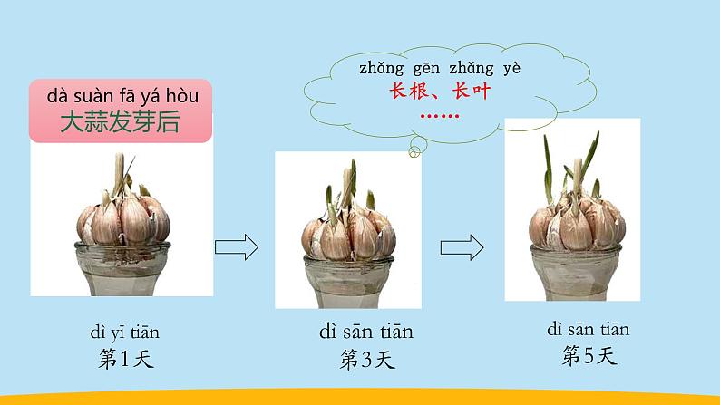 （2024新课标）教科版科学一年级上册-5 植物的变化 -PPT课件+视频图片素材+教学设计05