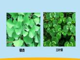 （2024新课标）教科版科学一年级上册-6 校园里的植物-PPT课件+视频图片素材+教学设计