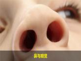 （2024新課標(biāo)）教科版科學(xué)一年級(jí)上冊(cè)-8 我們的身體-PPT課件+視頻圖片素材