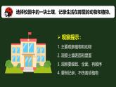 教科版（2017秋）小学科学二年级上册 1.2土壤——动植物的乐园 课件+视频+教案