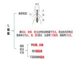 青岛版（六三制2017秋） 四年级上册第1单元（动物王国） 复习课件