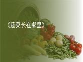 粤教粤科版（2017秋）一年级科学上册 7 蔬菜长在哪里 课件