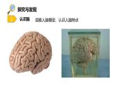冀人版（2017秋）小学科学五年级上册2.6人体的司令部 课件
