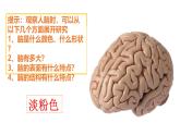 冀人版（2017秋）小学科学五年级上册2.6人体的司令部 课件