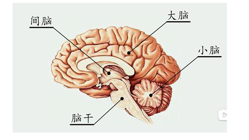 冀人版（2017秋）小学科学五年级上册2.6人体的司令部 课件07