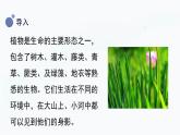 冀人版(2017秋)科学一年级上册2.4《身边的植物》课件