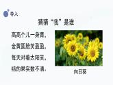 冀人版(2017秋)科学一年级上册2.6《观察蒲公英》课件