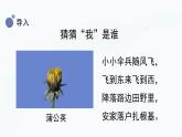 冀人版(2017秋)科学一年级上册2.6《观察蒲公英》课件