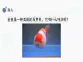 冀人版(2017秋)科学一年级上册3.9《观察金鱼》课件