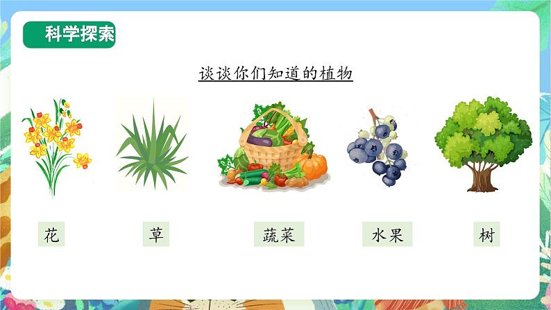 【新课标】教科版科学一上1.1《 我们知道的植物》课件+教案05