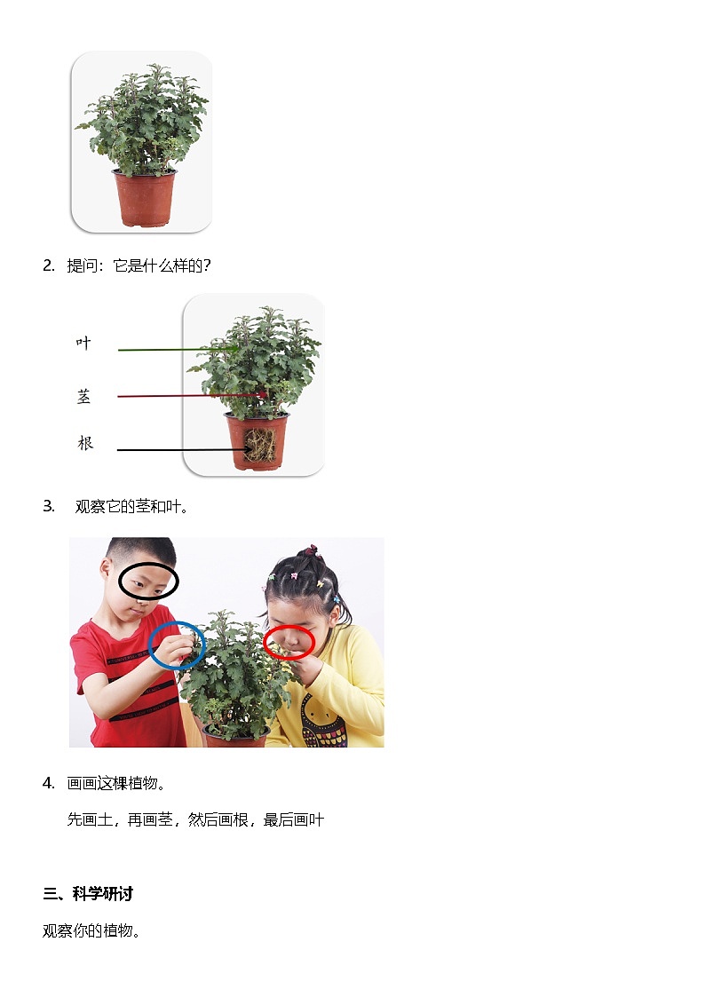 【新课标】教科版科学一上1.2 《观察一颗植物 》课件+教案02