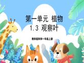 【新课标】教科版科学一上1.3《 观察叶》课件+教案