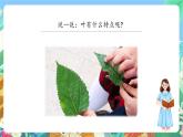 【新课标】教科版科学一上1.3《 观察叶》课件+教案