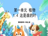 【新课标】教科版科学一上1.4 《这是谁的叶 》课件+教案