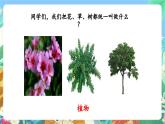 【新课标】教科版科学一上1.5《 植物是“活”的吗》课件+教案