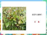 【新课标】教科版科学一上1.6 《校园里的植物》课件+教案
