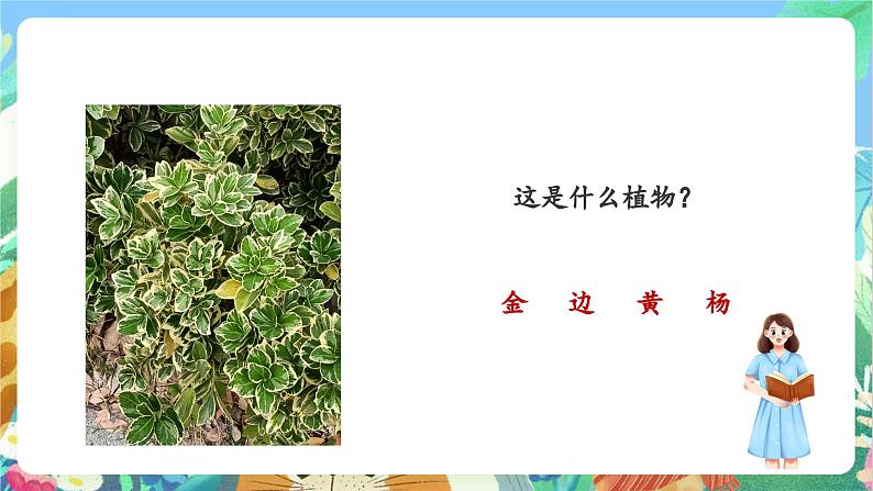 【新课标】教科版科学一上1.6 《校园里的植物》课件+教案07