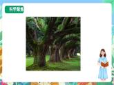 【新课标】教科版科学一上2.3 《用手来测量》课件+教案