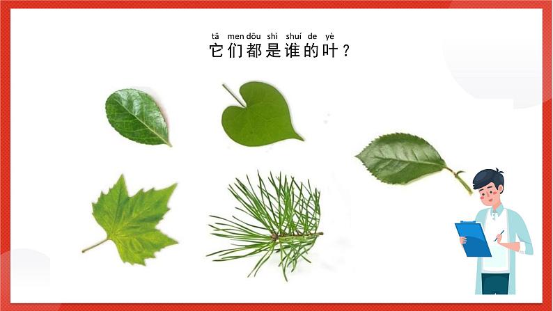 教科版科学一上1.4《这是谁的叶》课件第4页