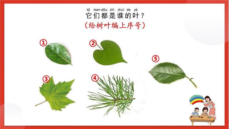 教科版科学一上1.4《这是谁的叶》课件第5页