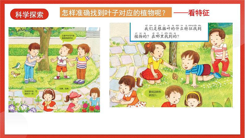 教科版科学一上1.4《这是谁的叶》课件第6页