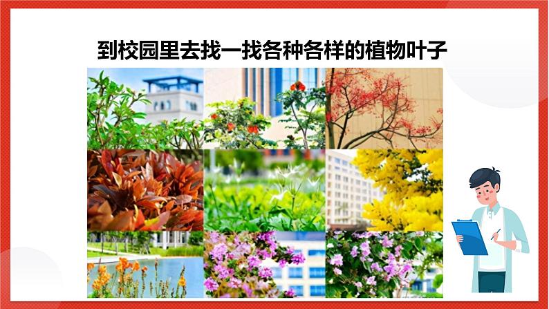 教科版科学一上1.4《这是谁的叶》课件第8页