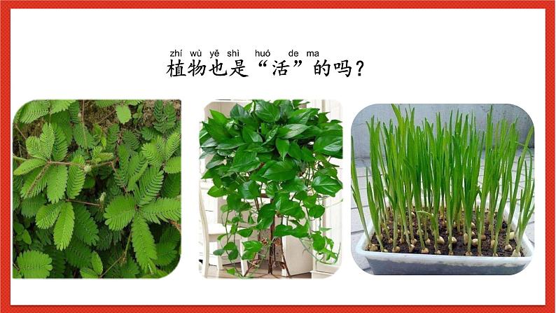 教科版科学一上1.5《植物是活的吗》课件+素材03