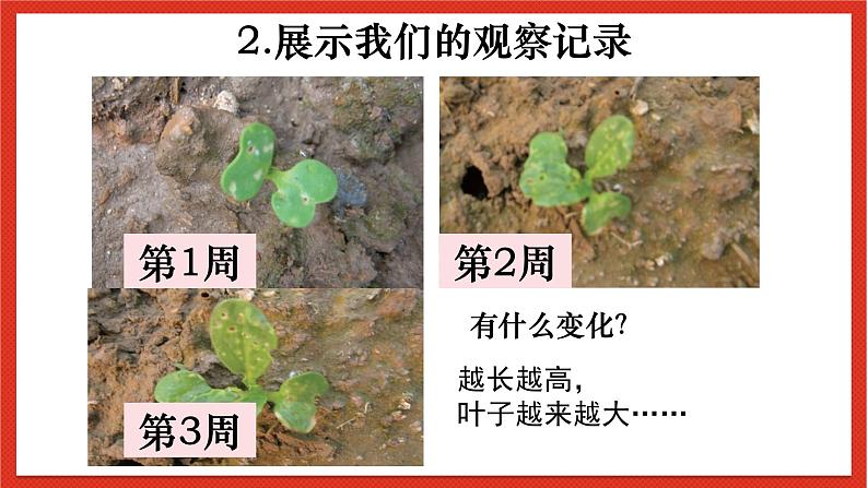 教科版科学一上1.5《植物是活的吗》课件+素材07