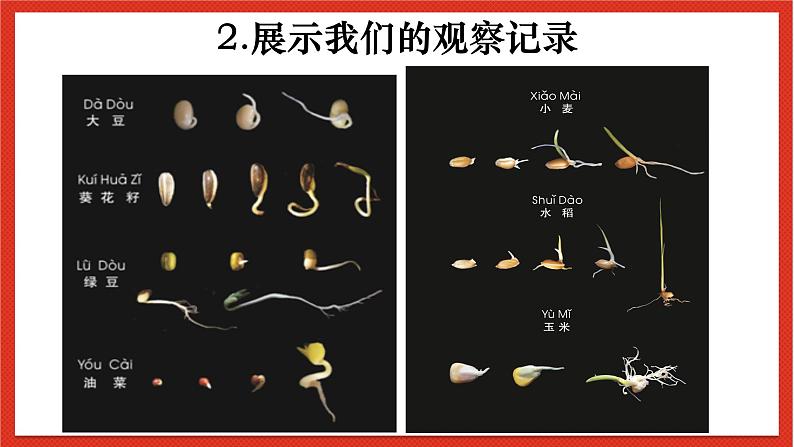 教科版科学一上1.5《植物是活的吗》课件+素材08