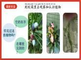 教科版科学一上1.6 《校园里的植物》课件+素材