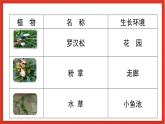 教科版科学一上1.6 《校园里的植物》课件+素材