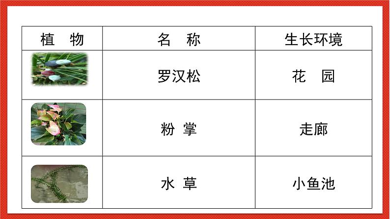 教科版科学一上1.6 《校园里的植物》第一课时 课件第3页