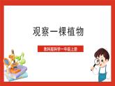 教科版科学一上1.2《观察一课植物》课件+素材