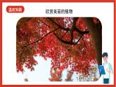 教科版科学一上1.2《观察一课植物》课件+素材