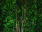 教科版科学一上1.2《观察一课植物》课件+素材