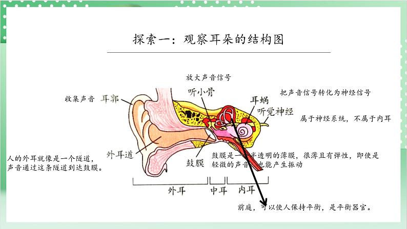 教科版科学四年级上册1.4 《我们是怎样听到声音的》 课件+教案+素材06