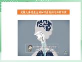 教科版科学四年级上册2.2 《呼吸与健康生活》课件+教案+素材