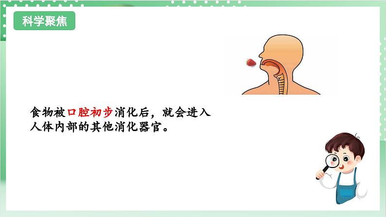 教科版科学四年级上册2.8 《食物在身体里的旅行》  课件+教案+素材03