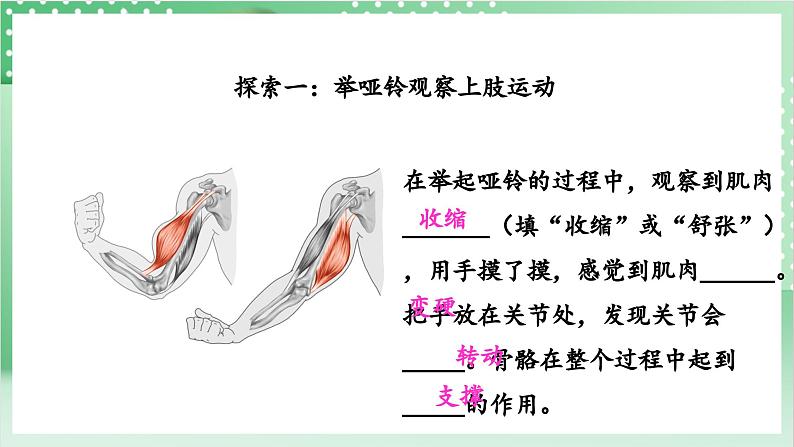 教科版科学五年级上册4.2《身体的运动》课件+教案+素材06