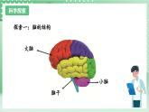 教科版科學(xué)五年級上冊4.4《 身體的“總指揮”》 課件+教案+素材