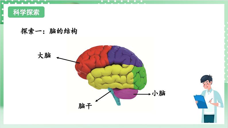 教科版科学五年级上册4.4《 身体的“总指挥”》 课件+教案+素材05