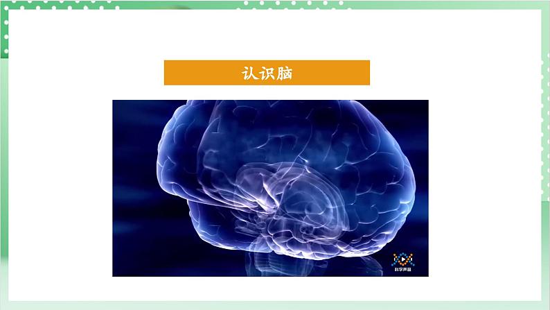 教科版科学五年级上册4.4《 身体的“总指挥”》 课件+教案+素材06