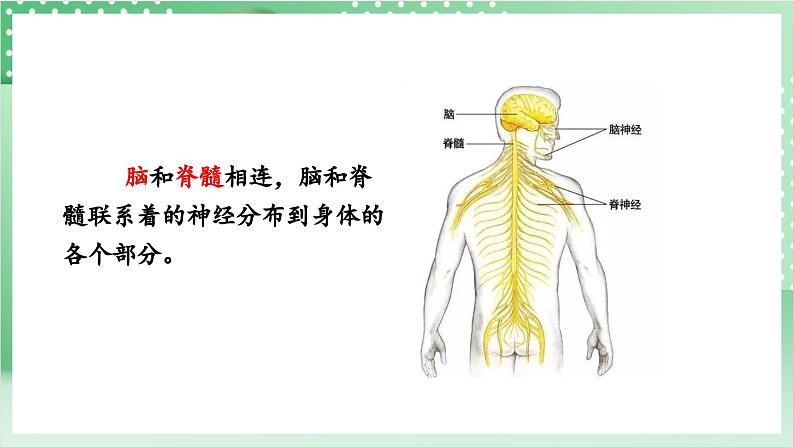 教科版科学五年级上册4.4《 身体的“总指挥”》 课件+教案+素材07