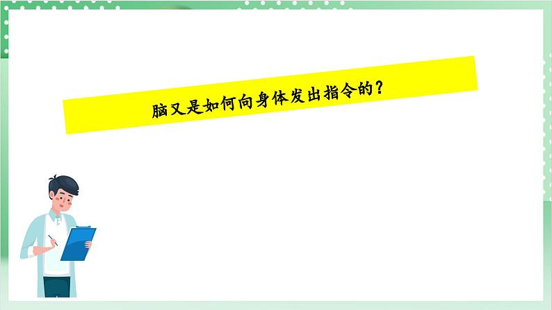 教科版科学五年级上册4.5《 身体的“联络员”》课件+教案+素材06