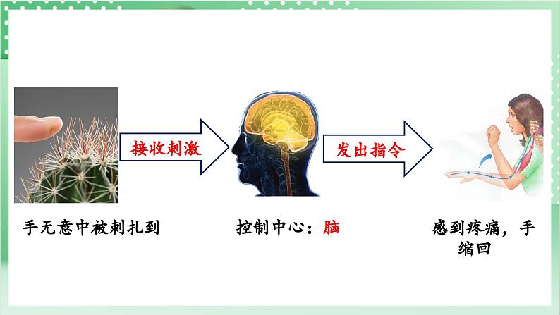 教科版科学五年级上册4.5《 身体的“联络员”》课件+教案+素材07