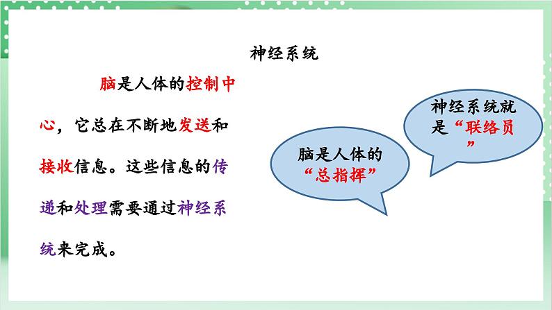 教科版科学五年级上册4.5《 身体的“联络员”》课件+教案+素材08