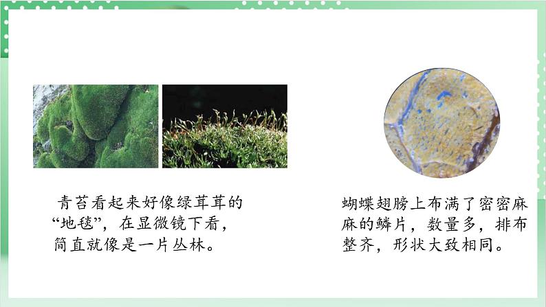 教科版科学六年级上册1.4 《观察洋葱表皮细胞》 教学课件第4页