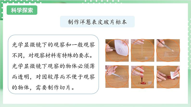 教科版科学六年级上册1.4 《观察洋葱表皮细胞》 教学课件第6页