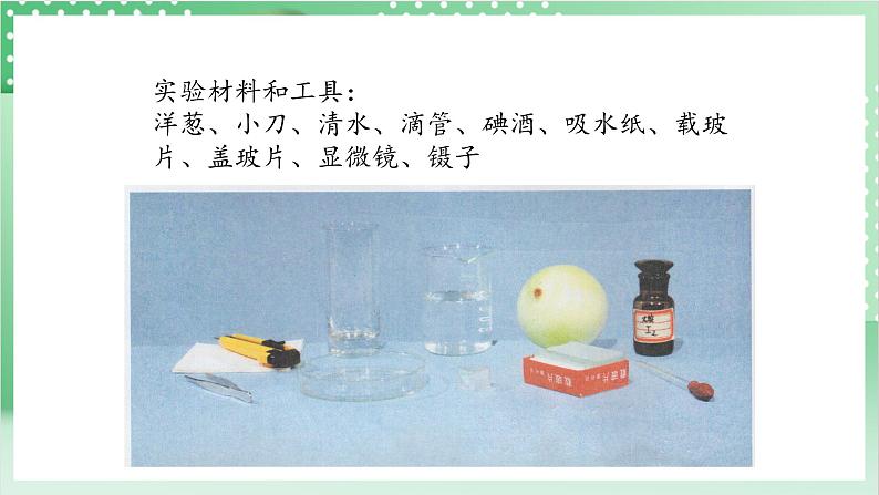 教科版科学六年级上册1.4 《观察洋葱表皮细胞》 教学课件第8页