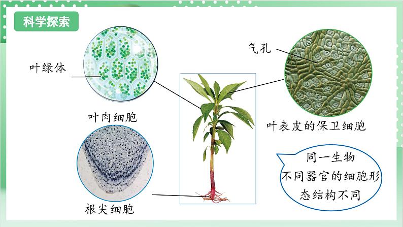 教科版科学六年级上册1.5 《观察更多的生物细胞》  教学课件第6页